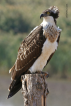 Balk kartal / Pandion haliaetus / Osprey 